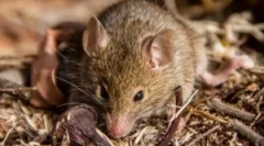 Účinné způsoby, jak se zbavit myší